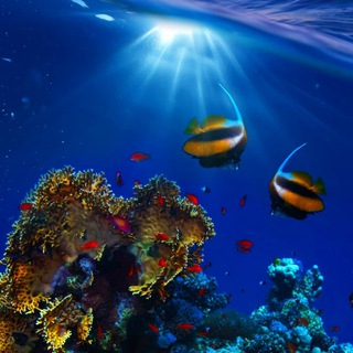 Telegram Group Picture