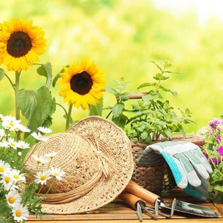 Дневник дачника. Сад и огород.