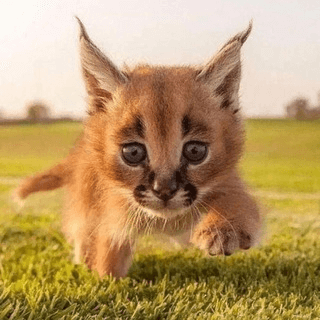 Telegram Group Picture