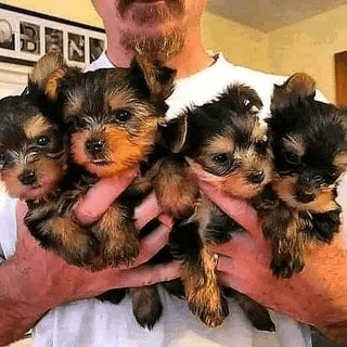 Telegram Group Picture