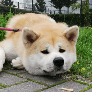 Telegram Group Picture