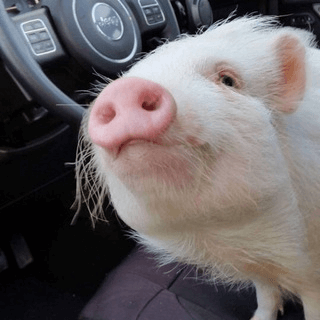 Telegram Group Picture