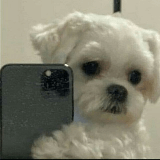 Telegram Group Picture