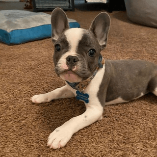 Telegram Group Picture