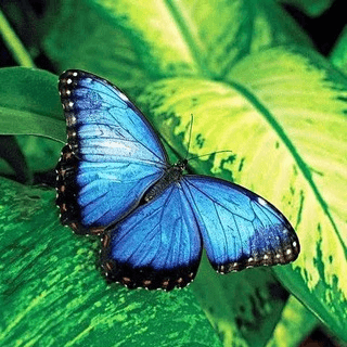 Telegram Group Picture