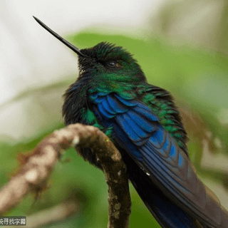 Telegram Group Picture