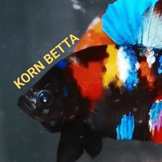 Telegram Group Picture