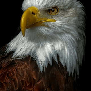 Telegram Group Picture