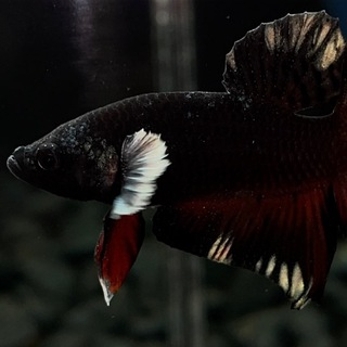 Telegram Group Picture