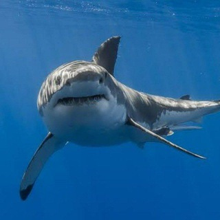 All India 🇮🇳 Business Trade