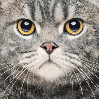 Telegram Group Picture