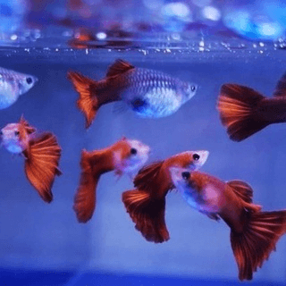 Telegram Group Picture