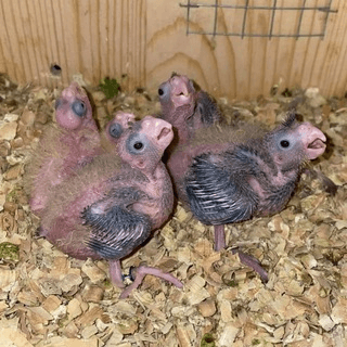 Telegram Group Picture