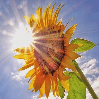 Telegram Group Picture