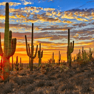 Arizona