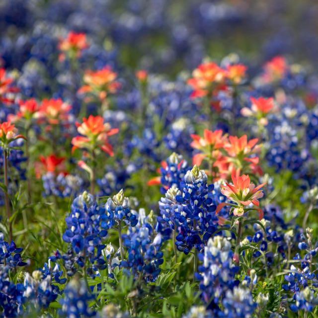 Willow Class Parents